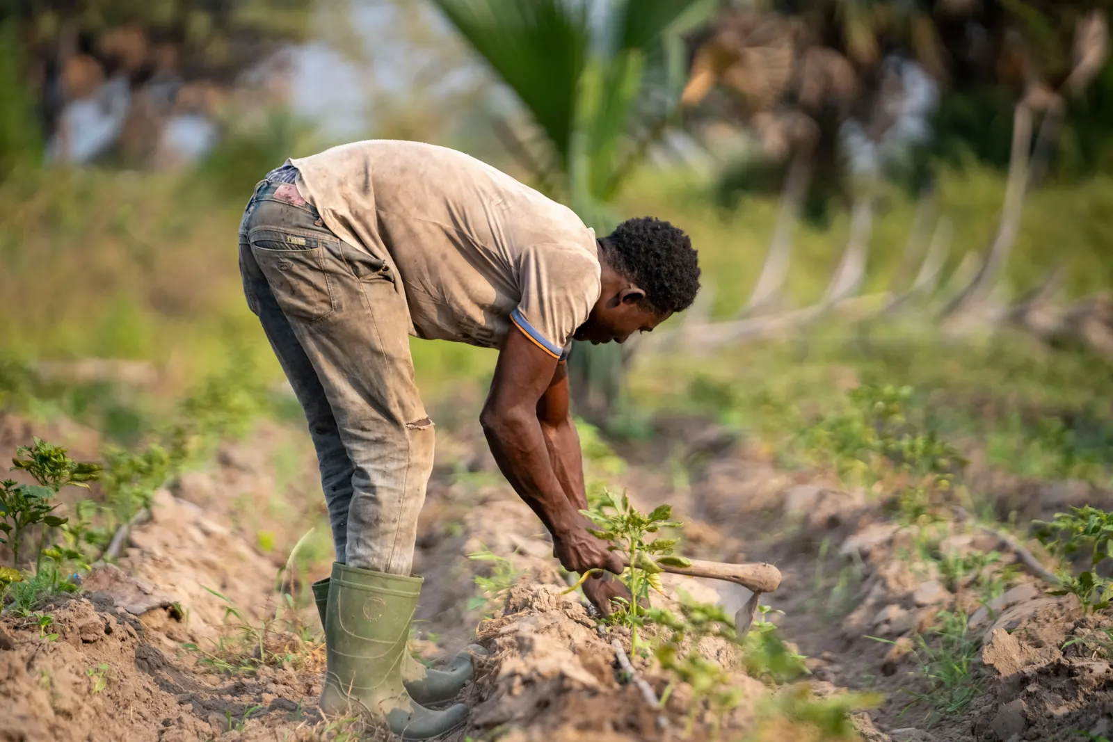 Agriculteur travaillant un plant dans un champ maraîcher ouest-africain