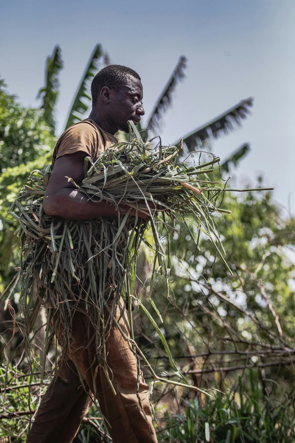 Agriculteur ouest-africain portant une récolte de fourrage