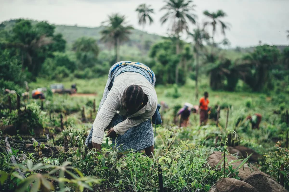 Parcelle maraîchère en cours de travail en Afrique de l'Ouest